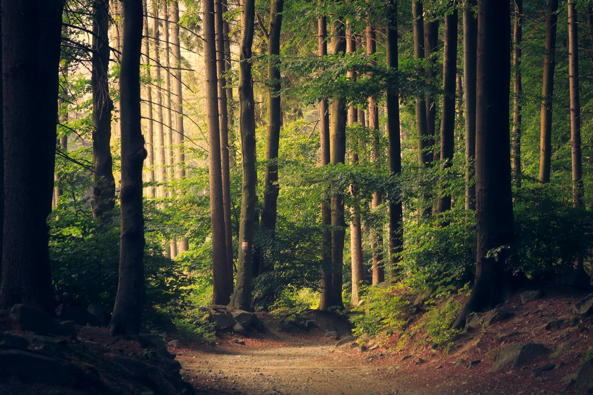 Mossy forest archery lane with 3D target